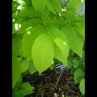 Fortunearia sinensis (fam Hamamelidacees) (Chine) (2)